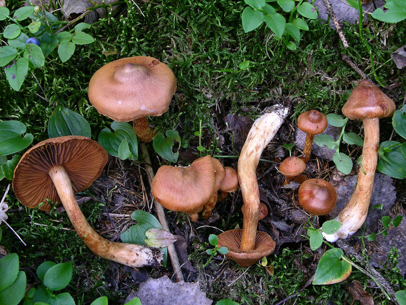 Cortinarius rubellus Cooke